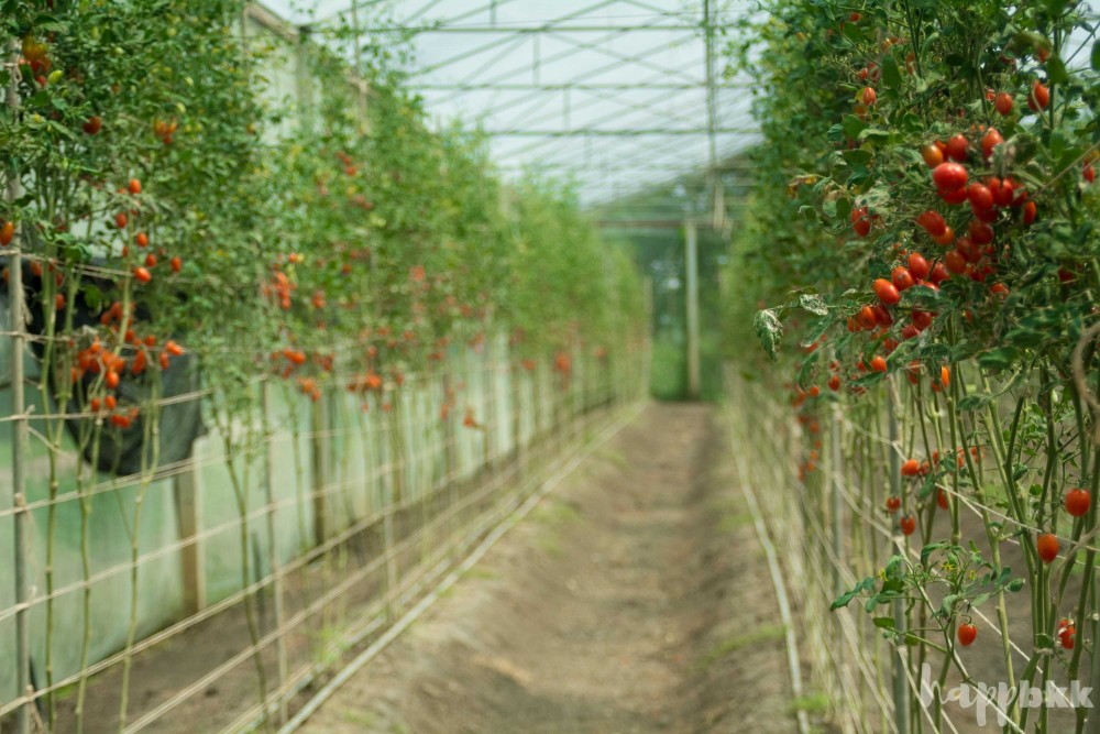 “คลีนฟาร์ม” ขาดผักไม่ได้ ก็ต้องเข้าใจผัก