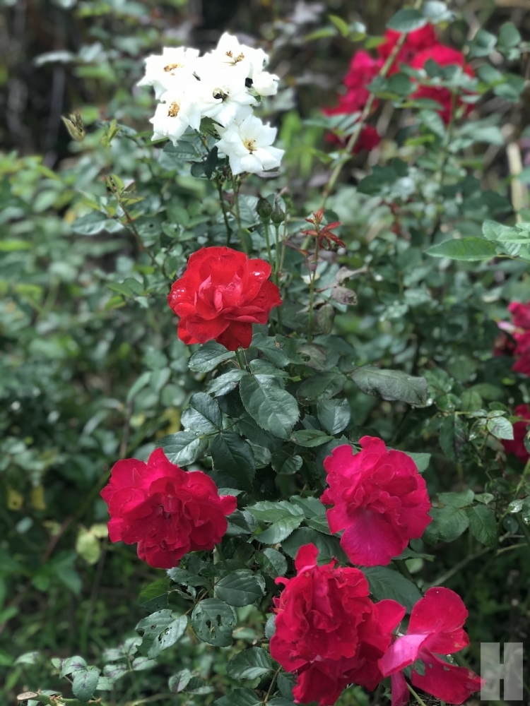 roses Phetchabun thailand