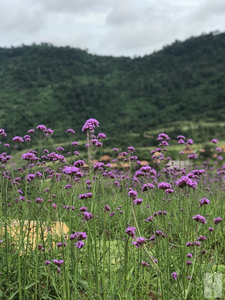 flower Khao Kor