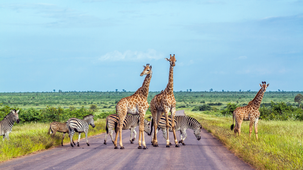 Safari Africa