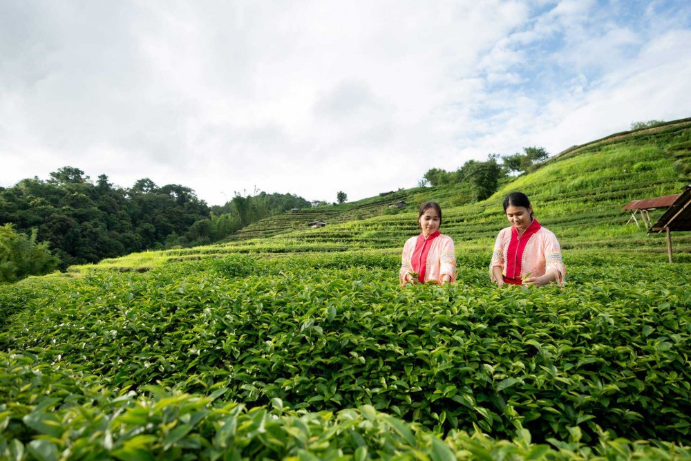 สำรวจเส้นทางความสำเร็จ จากสถานีเกษตรหลวงอ่างขาง สู่ศูนย์วิจัย “โครงการหลวงชนกาธิเบศรดำริ” 