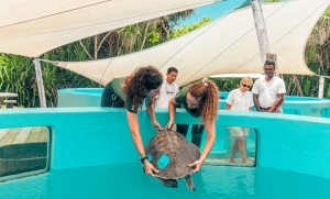 โซเนวา และ Olive Ridley ร่วมเปิดศูนย์ฟื้นฟูเต่าทะเล คืนเต่าทะเลที่ได้รับบาดเจ็บสู่ธรรมชาติอย่างยั่งยืน