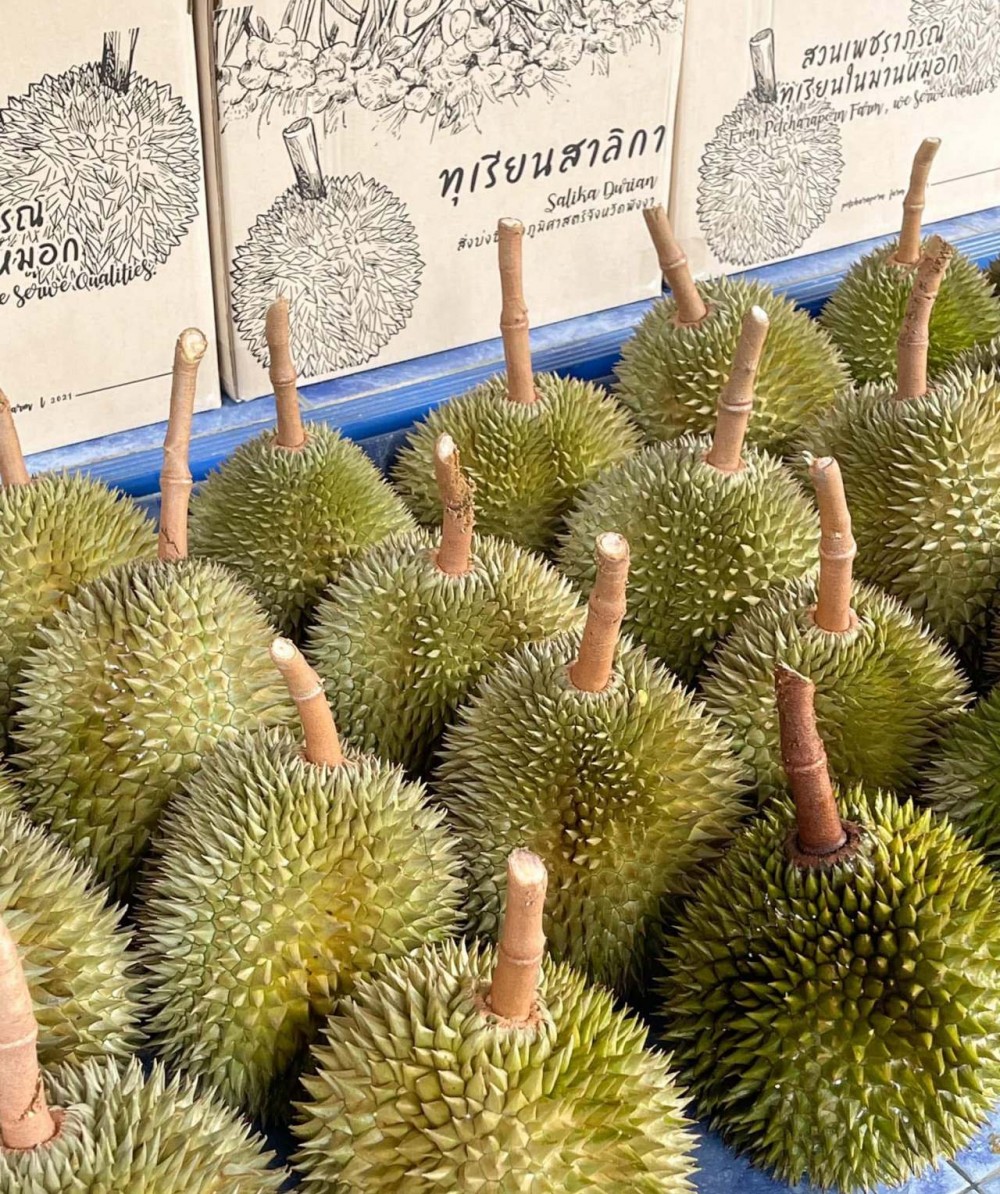 เริ่มแล้ว!! เทศกาลหรอยทุเรียนสาลิกา ราชาทุเรียนบ้าน ของพังงา