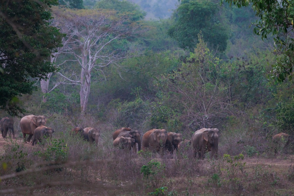 Transforming Tourism into a Force for Conservation in Thailand