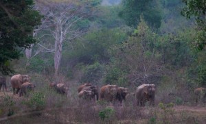 Transforming Tourism into a Force for Conservation in Thailand