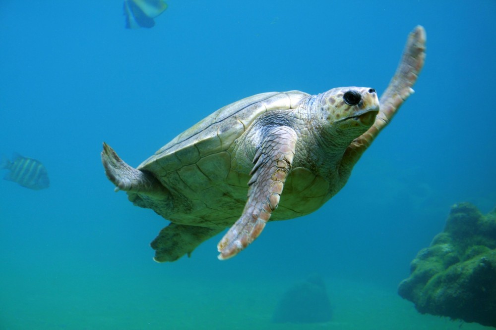 ฟังเสียงของคนรักทะเล ในวันทะเลโลก World Ocean Day 2025