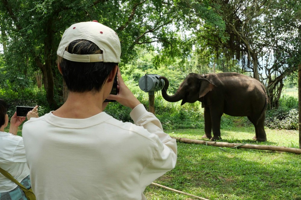 Elephant Forest Phitsanulok จุดหมายใหม่ของคนอยากเห็นช้าง…ในแบบที่ช้างควรเป็น