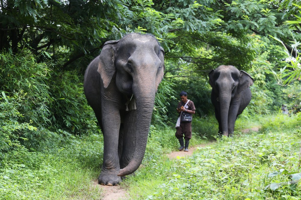 Elephant Forest Phitsanulok Opens: “From Camps to Forests”