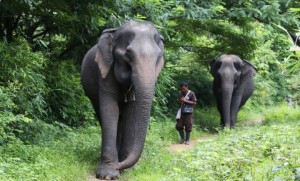 Elephant Forest Phitsanulok Opens: “From Camps to Forests”