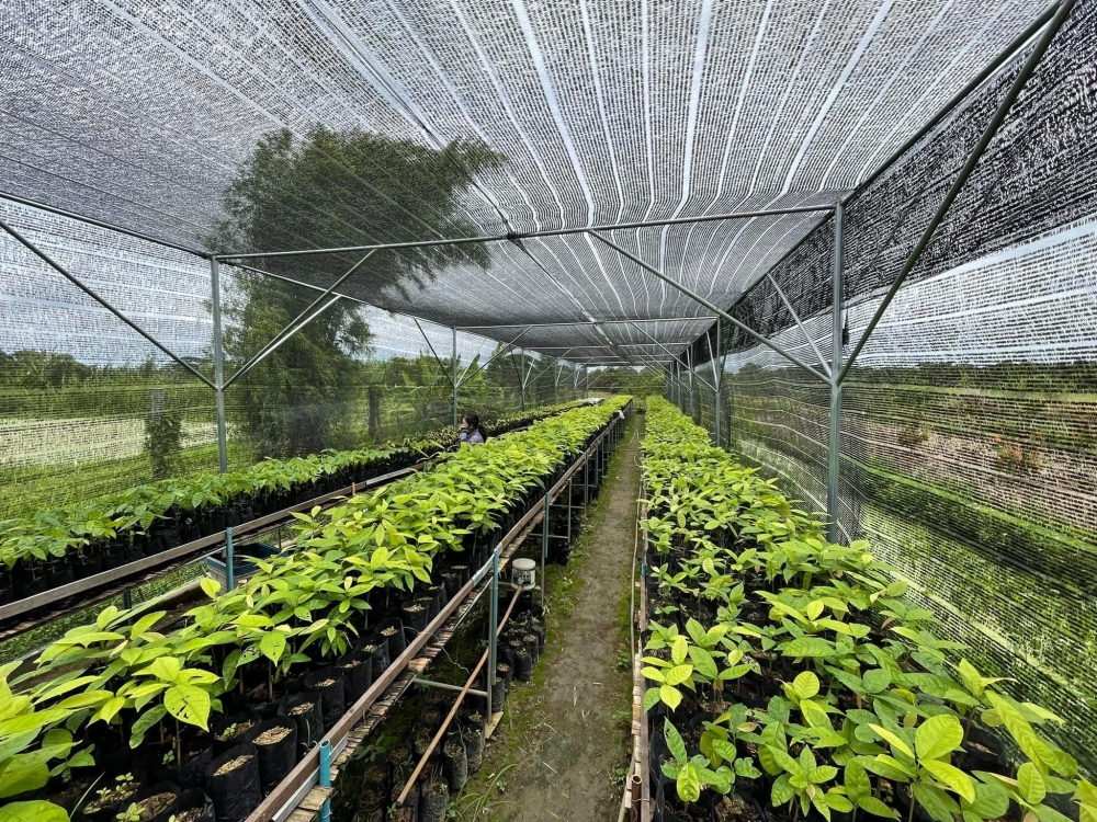 Seed Fund โกโก้