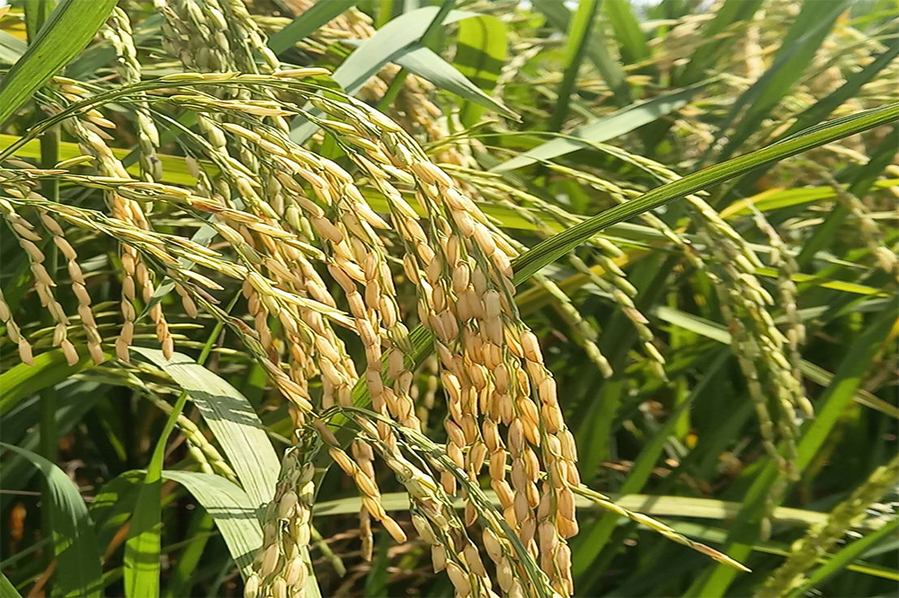 คุยกับนักวิจัยพันธุ์ข้าว สร้างแบรนด์สายพันธุ์ใหม่เพิ่มทางเลือกตลาดข้าวไทย 