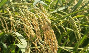 คุยกับนักวิจัยพันธุ์ข้าว สร้างแบรนด์สายพันธุ์ใหม่เพิ่มทางเลือกตลาดข้าวไทย 