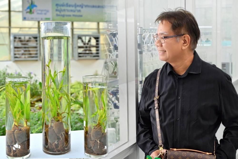 ทางรอดทะเลไทย นักวิจัยทำสำเร็จเพาะเนื้อเยื่อหญ้าทะเลแห่งแรกของโลก