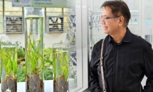 ทางรอดทะเลไทย นักวิจัยทำสำเร็จเพาะเนื้อเยื่อหญ้าทะเลแห่งแรกของโลก