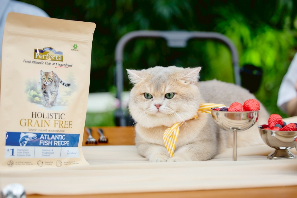 อาหารแมว