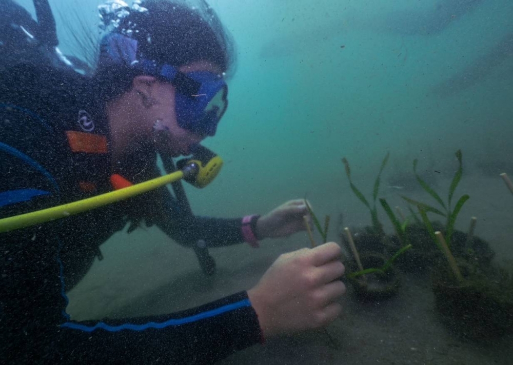 Seagrass conservation