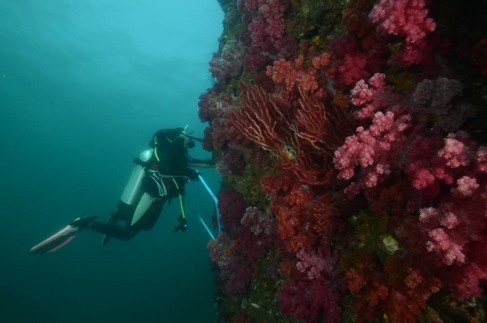 marine conservation