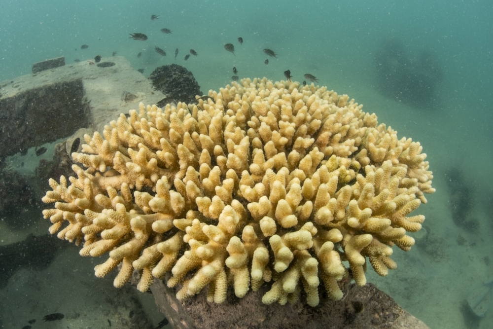 Coral Reef