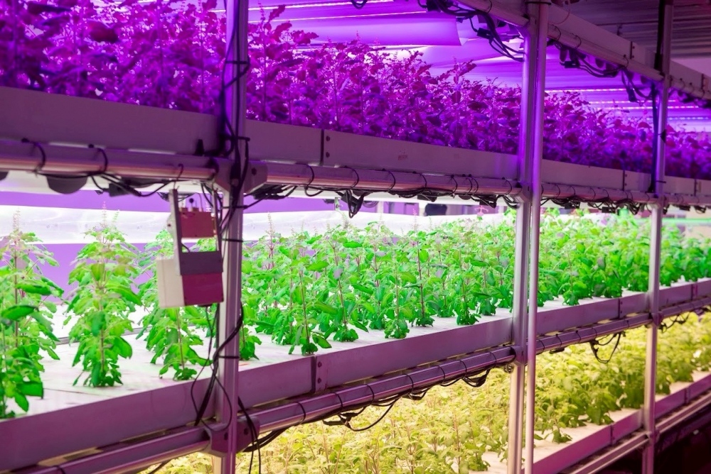 Plant Factory