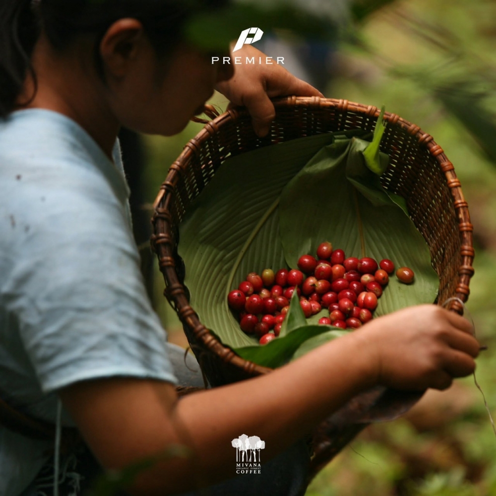 Mivana Coffee